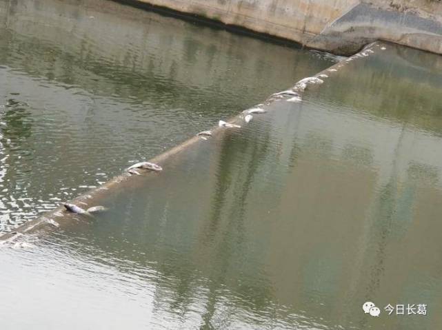 长葛一河流内大雨过后死了一大片鱼 有人怀疑