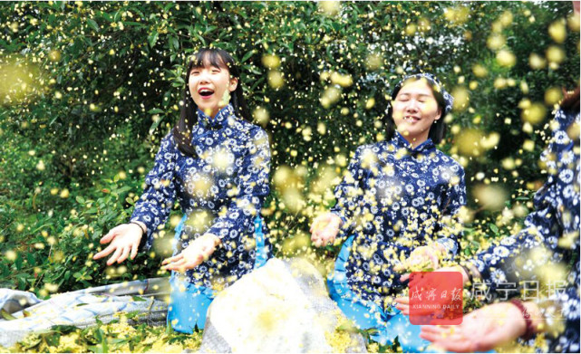 瞧!咸宁下起桂花雨