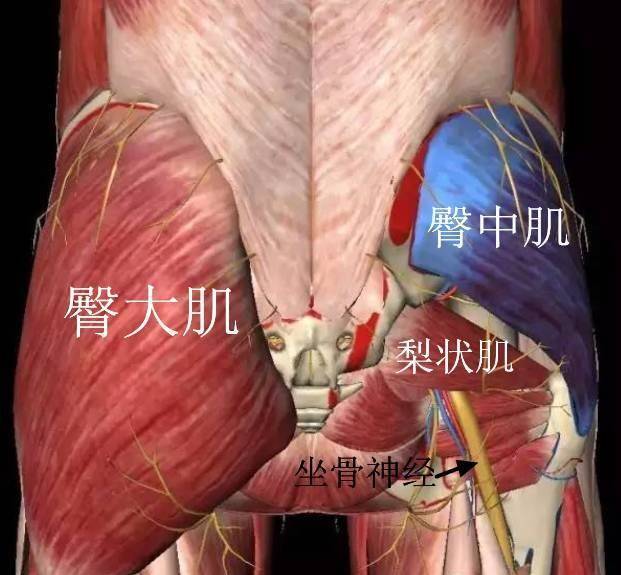 4骶骨前面,分布于小骨盆的内面,经坐骨大孔入臀部,止于股骨大转子后面