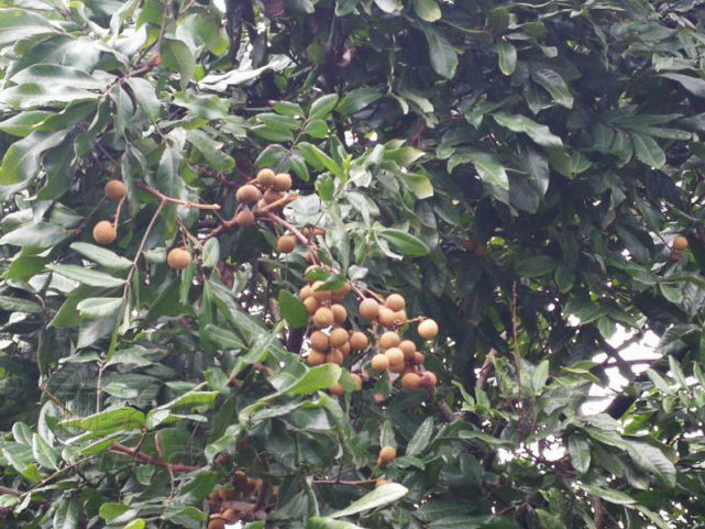 重庆13棵百年龙眼树枝繁叶茂 至今挂果上百斤