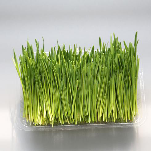 喝麦苗汁能治愈癌症?病急别乱投医,小心耽误了