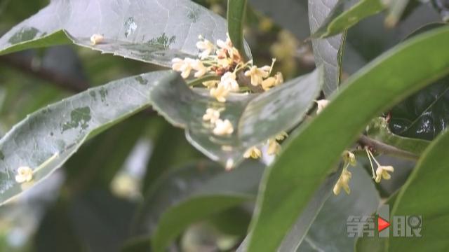 女子十年砸20万寻伴侣 至今仍是单身