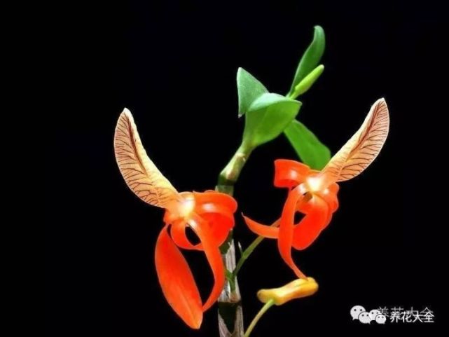 史上最全的兰花品种大全,如此珍贵,赶紧收藏!