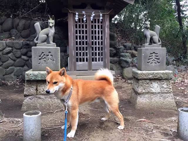 你只知道日本柴犬卖萌可爱但你知道它竟然还有这么多种类么