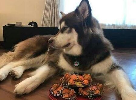 看狗狗嫌弃的表情