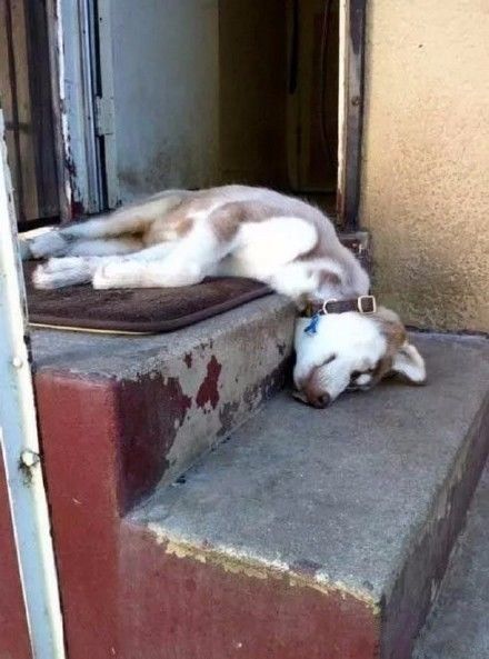 奇为什么要被称呼二哈,看看它们婀娜多姿的睡