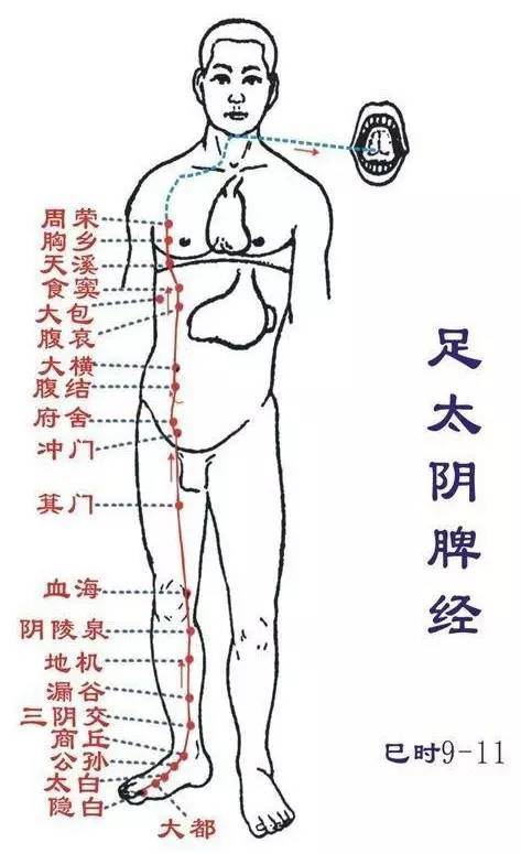 足太阴脾经(巳时:9-11点:从足走腹