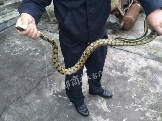 乐山老母鸡天天下蛋却不见蛋影 民警到场后大