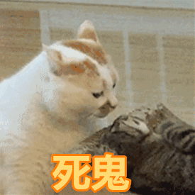 今天,营长就给大家带福利了.只能靠云吸猫和表情包来度过猫瘾.