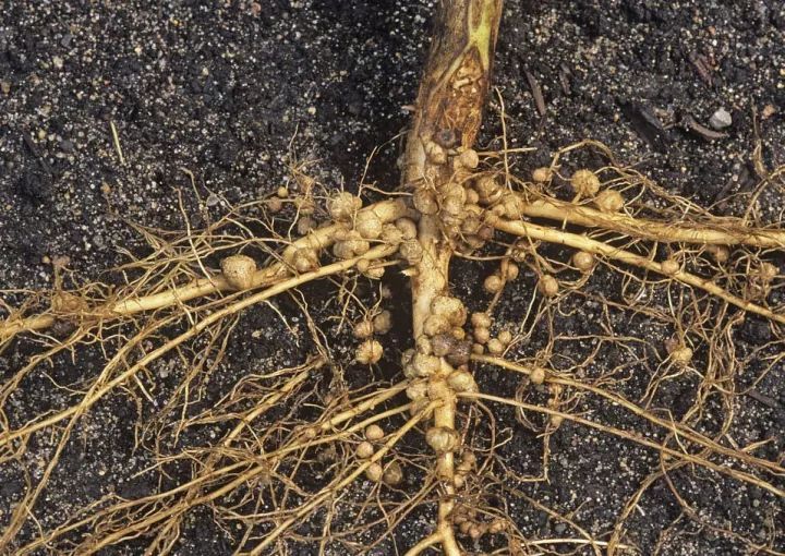 线虫性病害造成的根部表现症状往往同真菌性病害的根肿病和豆科作物的