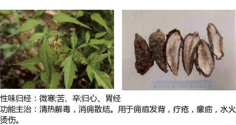 最全中草药图谱,附主治功效