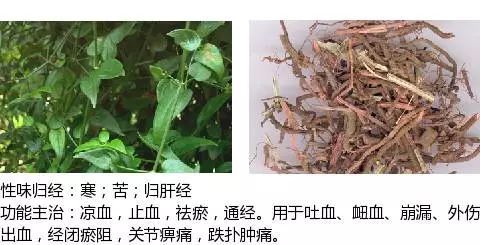 最全中草药图谱,附主治功效