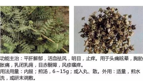 夜合皮,合欢木皮 远志 别名:棘菀,细草,光棍茶,细叶远志,小草,小草根