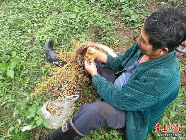 衡阳一棕榈林遭遇偷采客男子掰断枝条摘棕榈