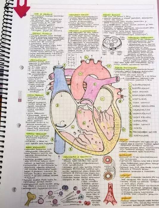 就是——达芬奇当然还有我们最爱的手绘版影像解剖明明可以靠绘画吃饭