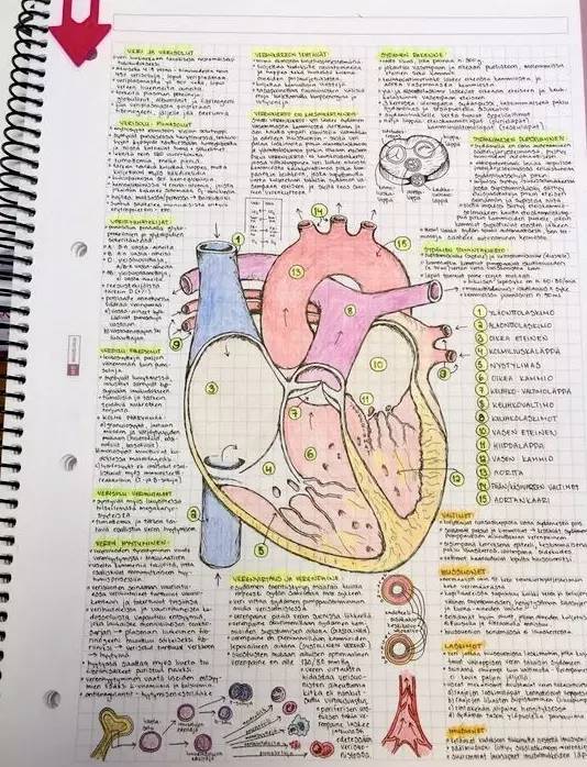 一看到这些医生手绘的解剖图,我就震惊了!