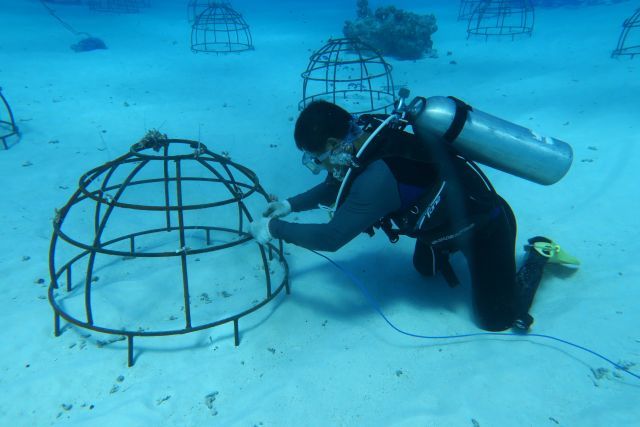 海底“植树造林”中国科学家在南海种珊瑚