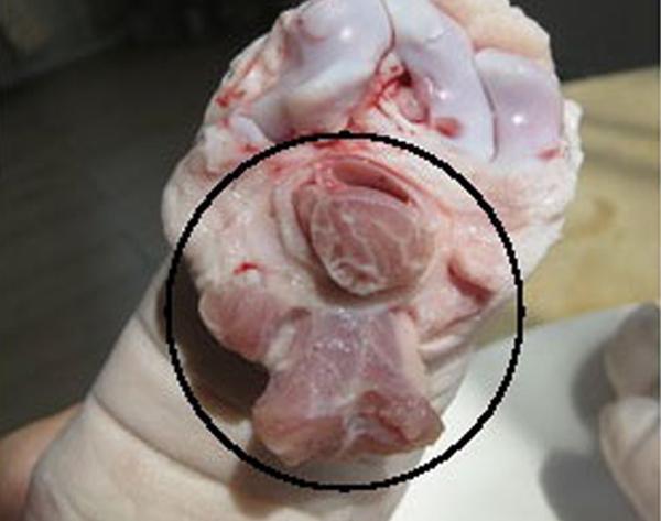 7,槽头肉:是指猪头与躯干连接部位的颈脖肉,上面淋巴较多,积累病毒和