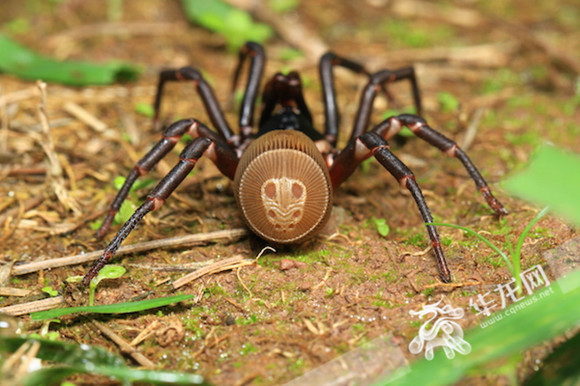 蜘蛛吓人又有害?你误会了!重庆科学家为它正名