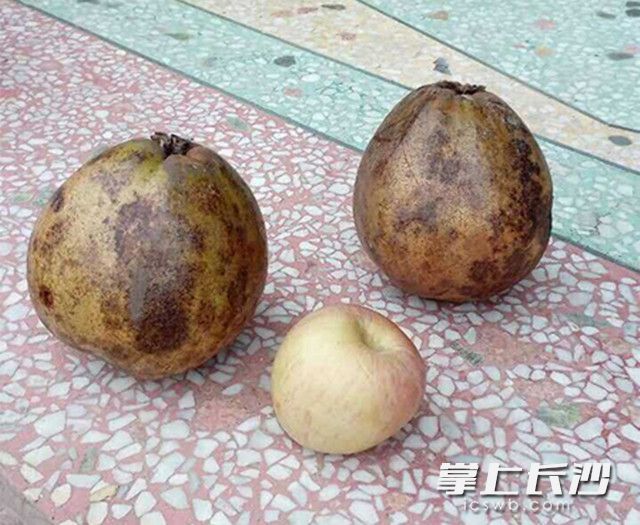 长沙一农民培育出红花油茶巨无霸 果实大如柚