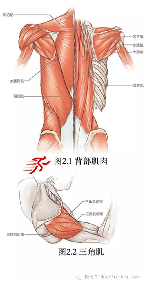 肩关节的解剖学基础和系统拉伸教程