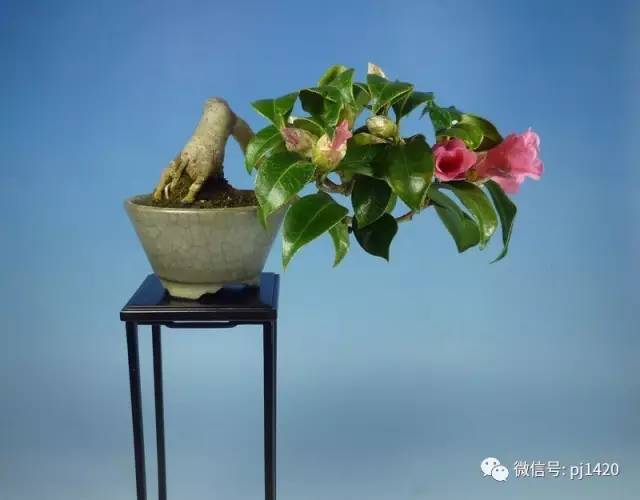 紫薇云仙杜鹃花杜鹃(深山雾岛)野茉莉.