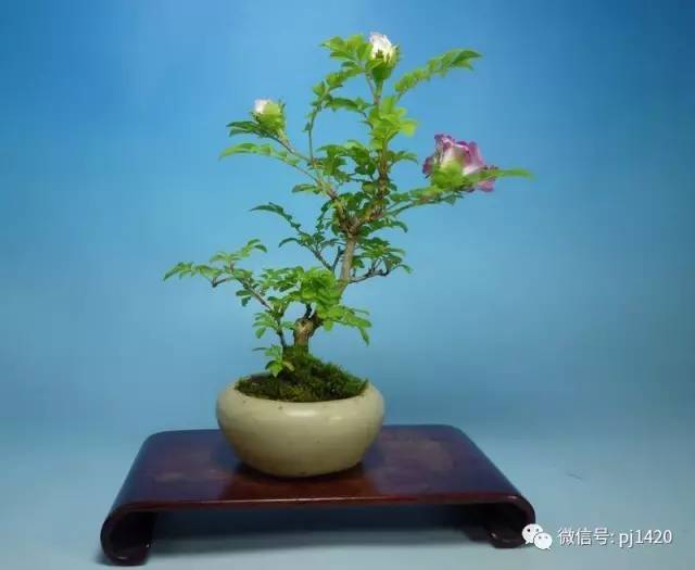 山茶花紫薇云仙杜鹃花杜鹃(深山雾岛)野茉莉.