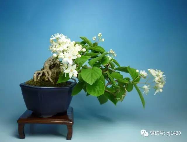 山茶花紫薇云仙杜鹃花杜鹃(深山雾岛)野茉莉.