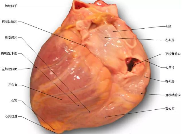 高清心脏解剖你要的都在这里了