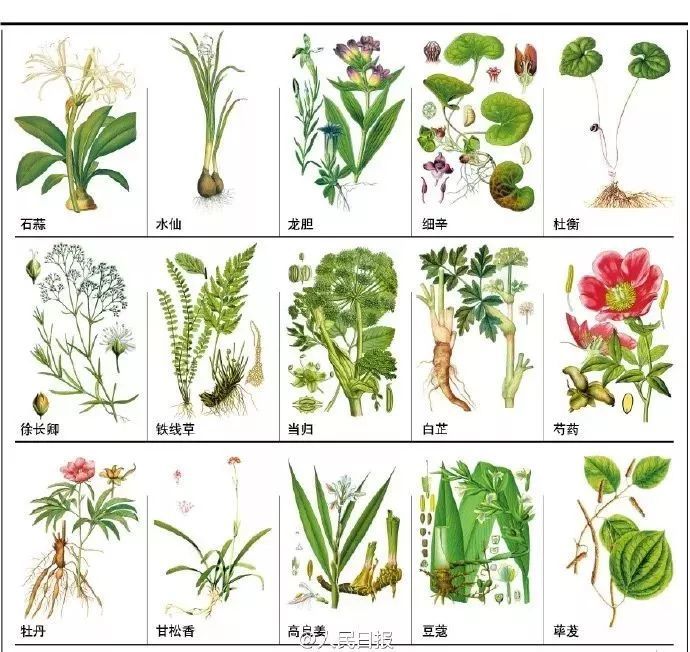 145种中草药手绘彩图(收藏慢慢看)!