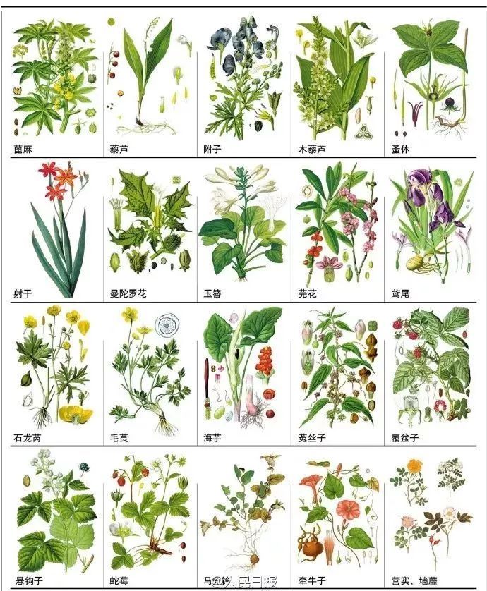 145种中草药手绘彩图(收藏慢慢看)!