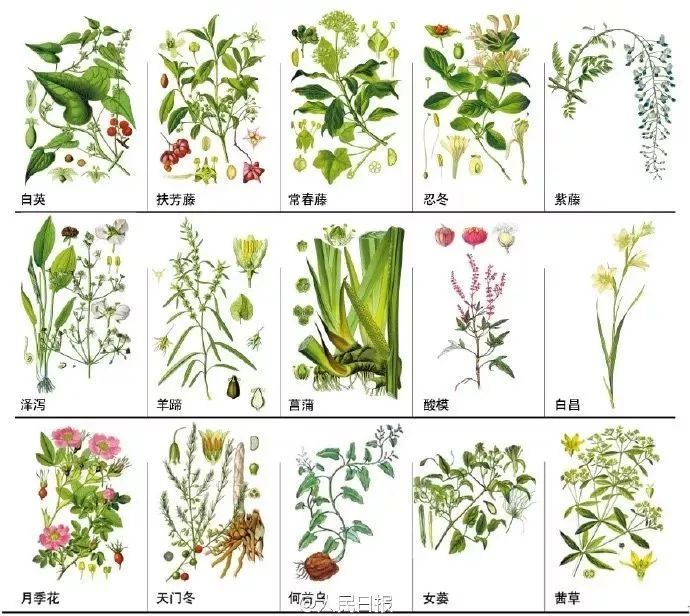 145种中草药手绘彩图(收藏慢慢看)!