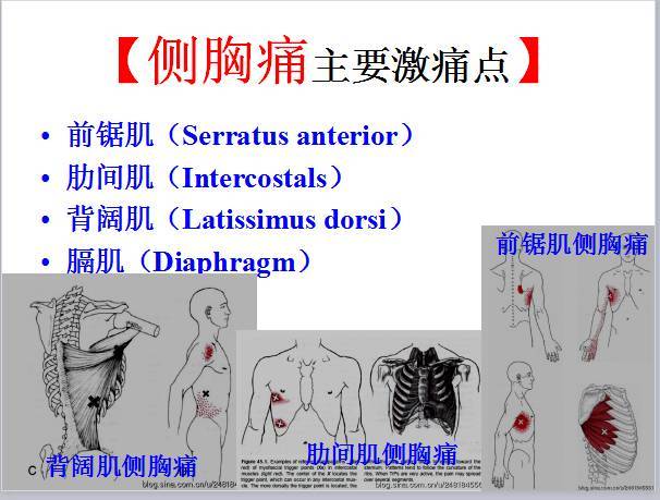 dorsi) 胸骼肋肌(lliocostalis thoracis) 上后锯肌(serratus