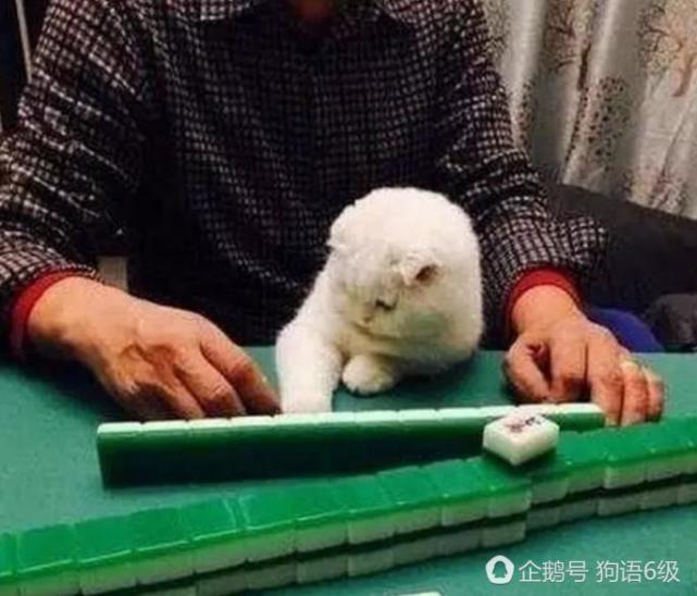 这喵成精了居然对打麻将的主人指手划脚,令宠主和麻友