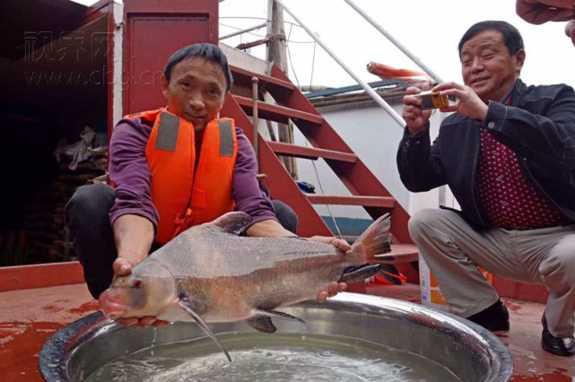 渔民长江中捞起怪鱼 一看竟是“亚洲美人鱼”