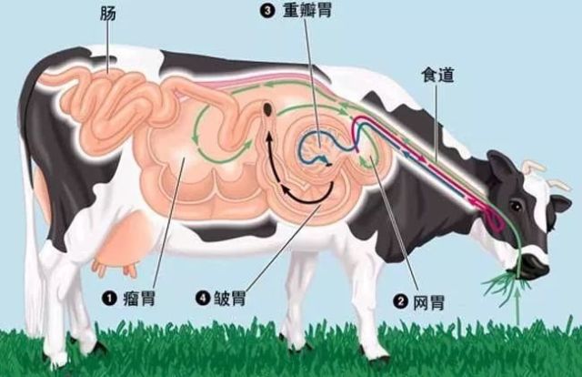 牛到底有几个胃?