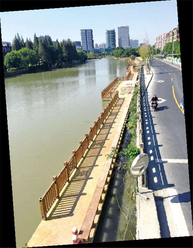 本月底 嘉兴市民有望从水边去三塔路看银杏啦