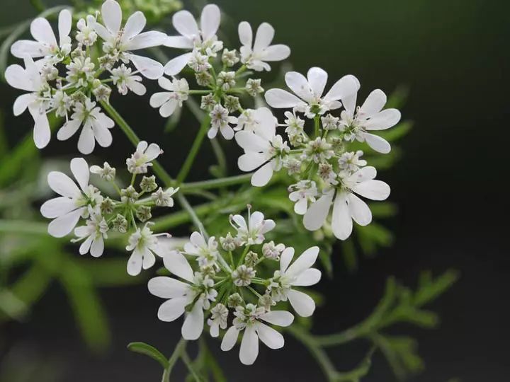 香菜开花,也很漂亮!