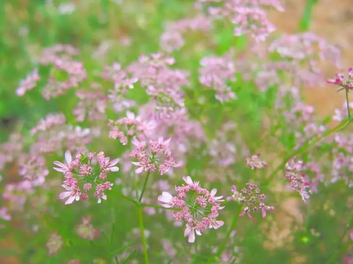 郁香简谱_儿歌简谱
