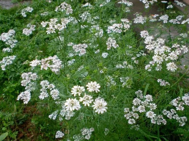 香菜开花,也很漂亮!