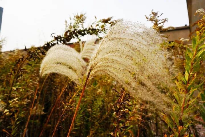 去处‖芦花摇,景色醉,崇明这些芦苇荡美得太过份了!