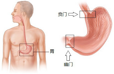 饭后运动会导致胃下垂?饭后多久开始运动才科