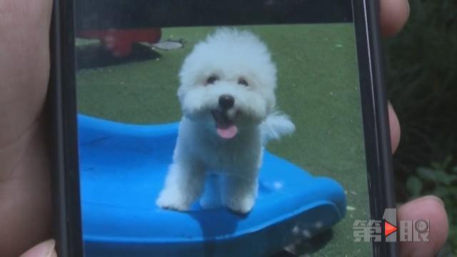 呕吐、抽搐、撞墙!一小区数十只狗离奇死亡