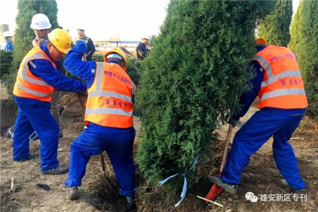 雄安新区千年秀林建设开始了_大燕网河北站