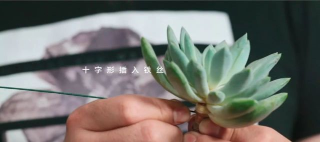 原来 多肉植物才是最适合婚礼上用的花