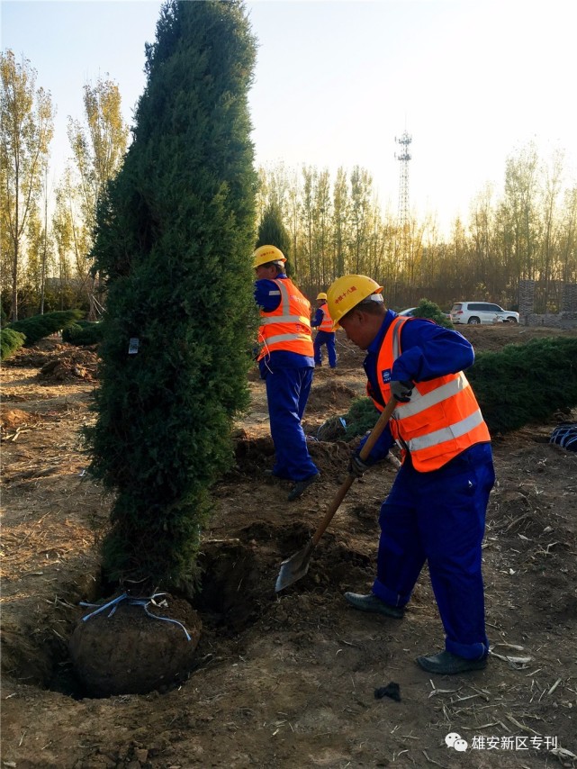 雄安新区千年秀林建设开始了_大燕网河北站