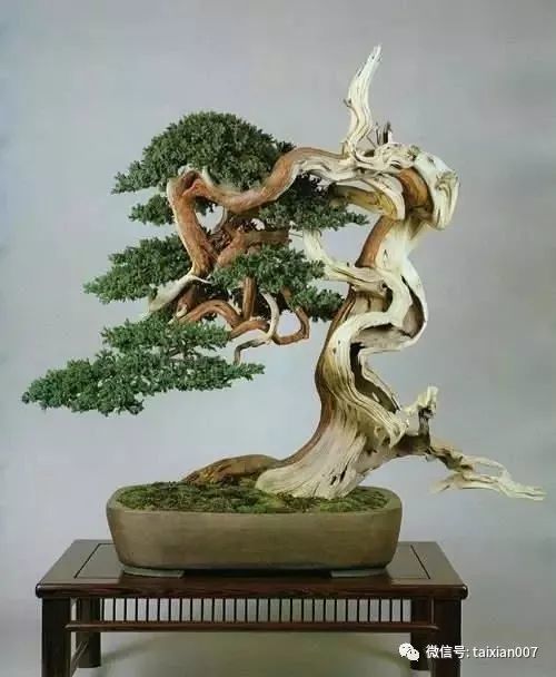 龙抬头"的谚语, 今天就以这组浑然天成的龙形盆景, 祝福各位朋友 幸福