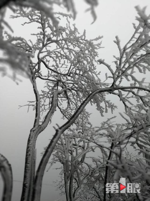 重慶迎下半年首場降雪！ 城口一景區的樹變“白”了