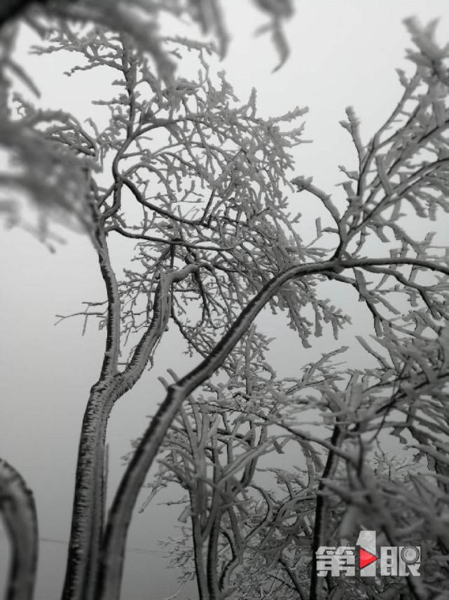 重慶迎下半年首場降雪！ 城口一景區(qū)的樹變“白”了