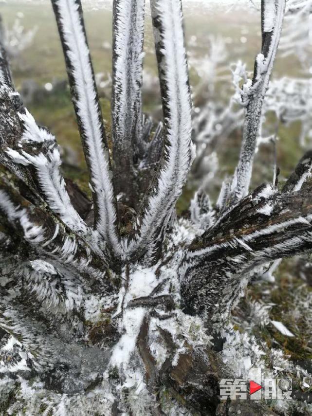 重慶迎下半年首場降雪！ 城口一景區的樹變“白”了